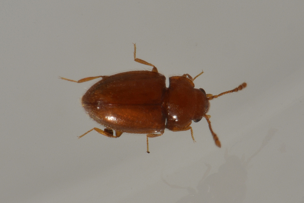 Endomychidae: Symbiotes gibberosus
